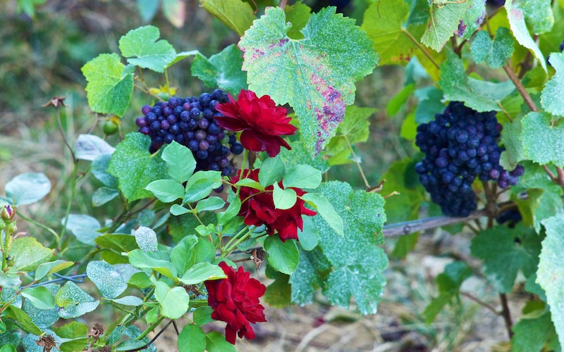 Grape Vines - red grapes and roses