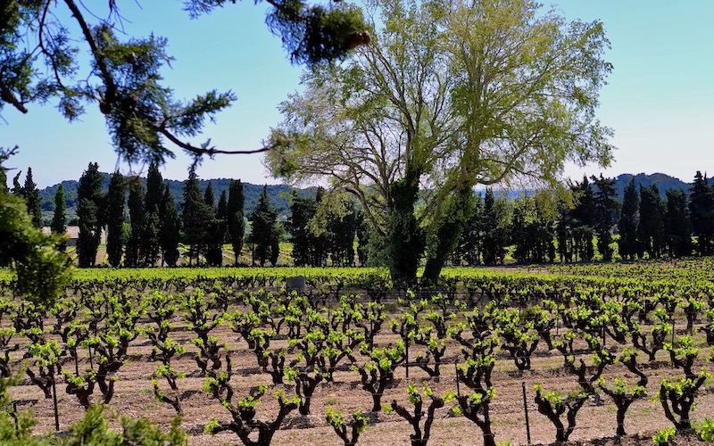 Wine - Provence vineyard