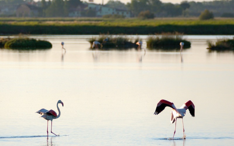 Po Delta, Romagna - Flamingos