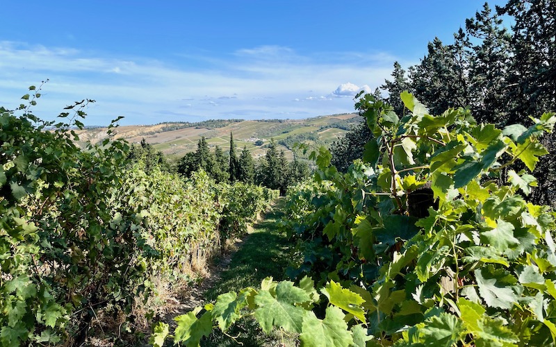 Pandolfa Wine Estate - Emilia-Romagna