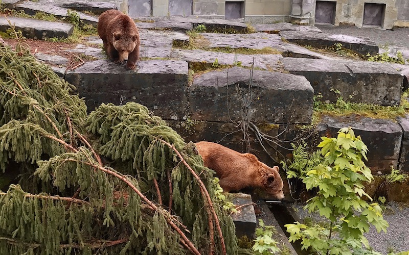 Two bears in the Bärengraben - Bern (city guide)