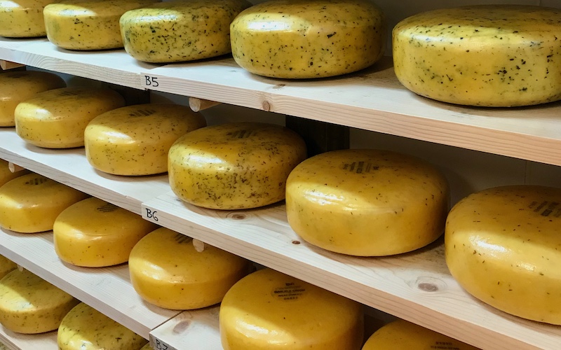 Caws Teifi Cheese - Taste of Wales Welsh Food Tour