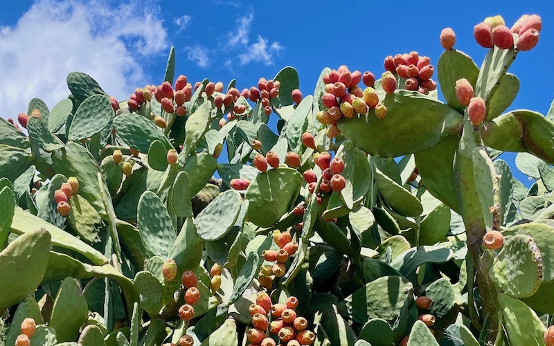 Basilicata Food & Wine Tour - prickly pears