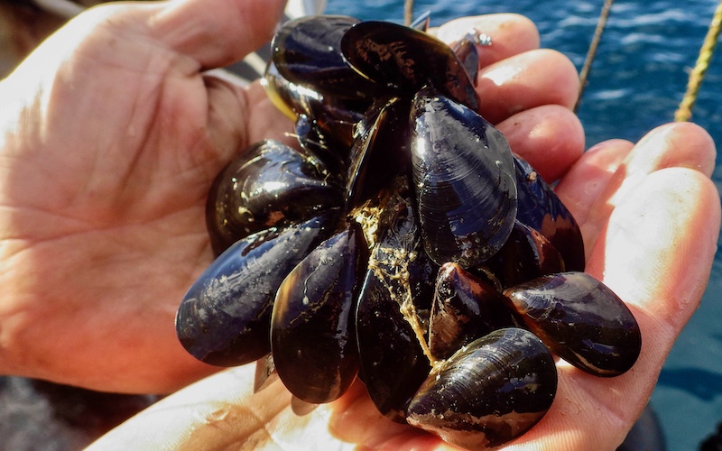 Australian Blue Mussels - How To Prepare Mussels - ow to store, shuck & cook mussels