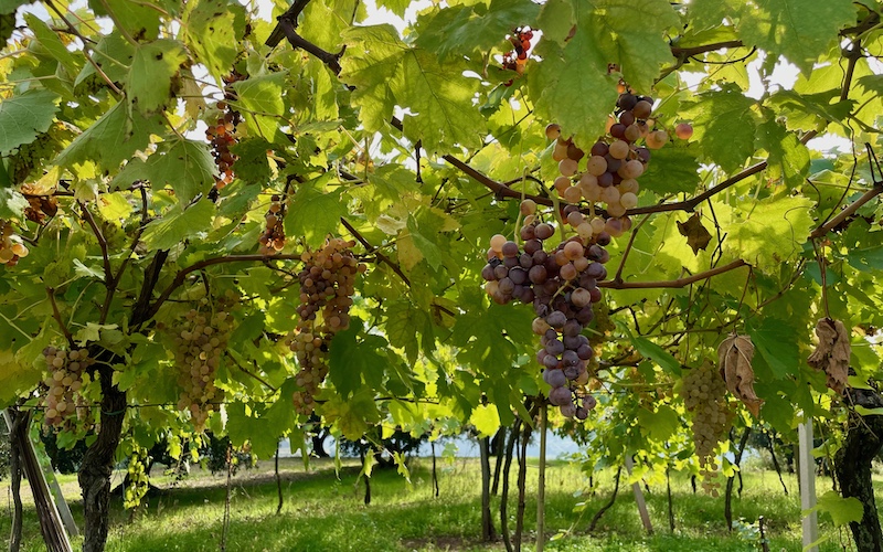 Province of Verona (Verona Province regional guide) - Grapes on the vines in Soave - HERO