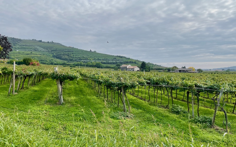 Province of Verona (Verona Province regional guide) - Valpolicella vineyards