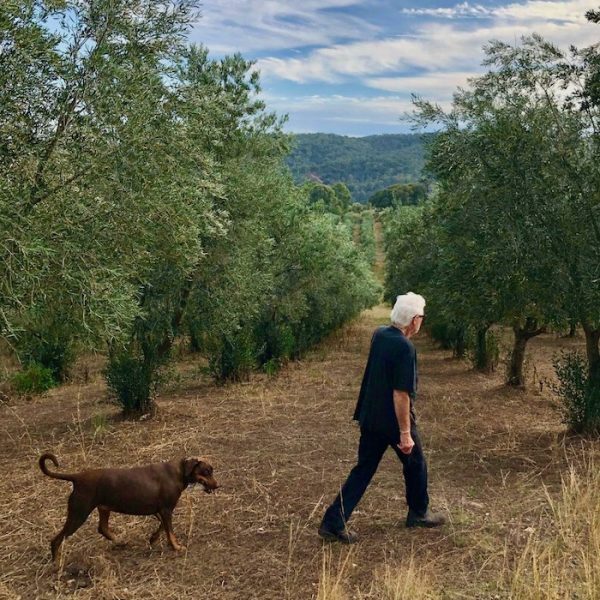 ALTO Olives - Robert Armstrong in Groves