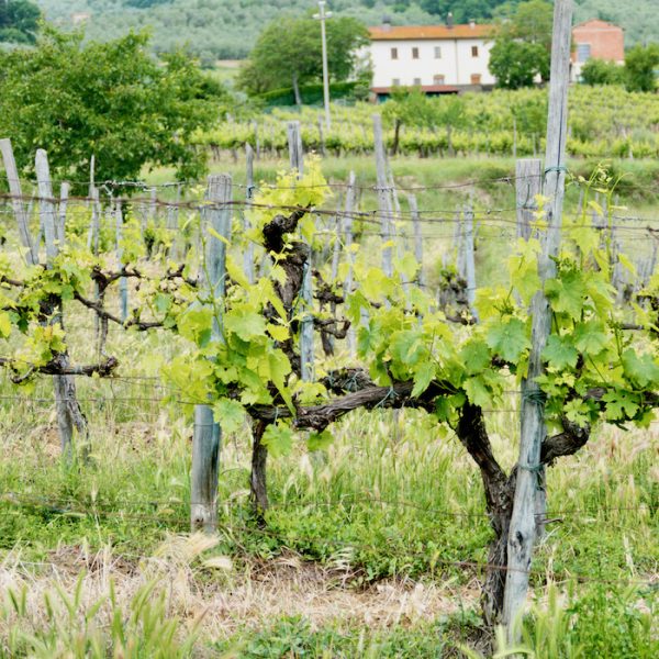 Northern Italian Wine - grape vines