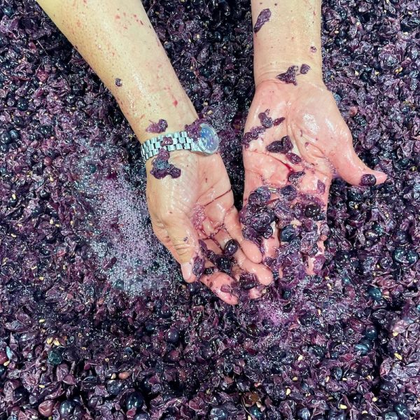 Hands in a vat of red grapes on Hunter Valley Food & WIne weekend trip (Food and wine tour Australia)