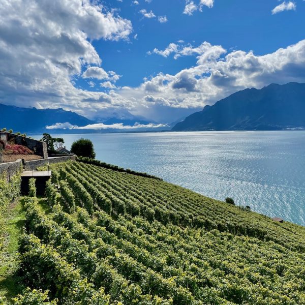 Swiss Food & Wine Tour - Lavaux Vineyards above Lac Leman